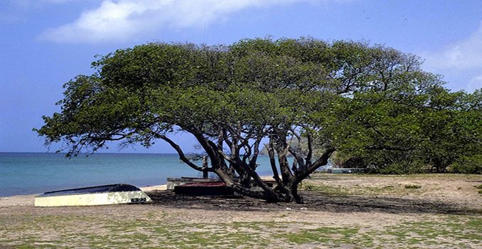 arbre-toxique-dangereux