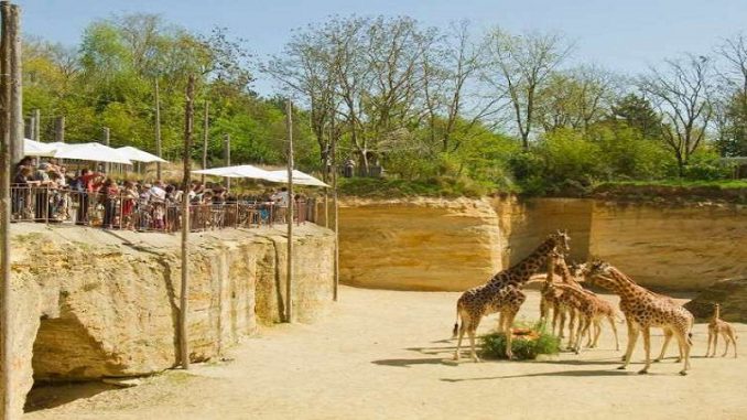 Bioparc-de-Doué-la-Fontaine-un-zoo-dans-un-site-troglodytique-unique-au-monde