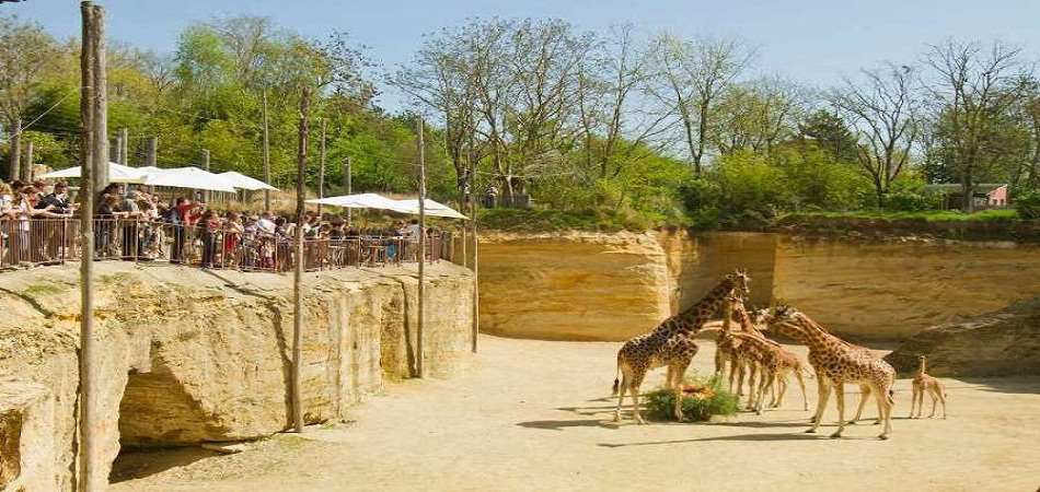 Bioparc de Doué la Fontaine : un zoo dans un site troglodytique unique au monde !